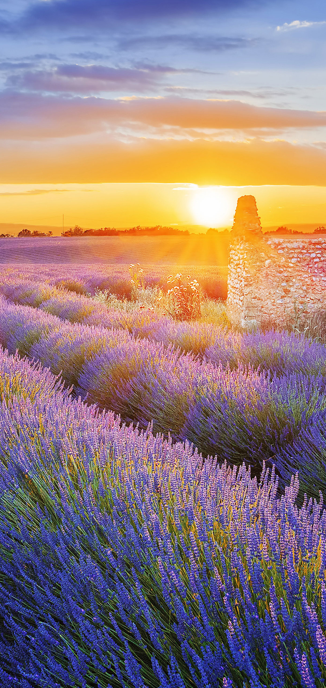 huawei p8 lite wallpaper hd,lavanda,paesaggio naturale,lavanda inglese,fiore,lavanda