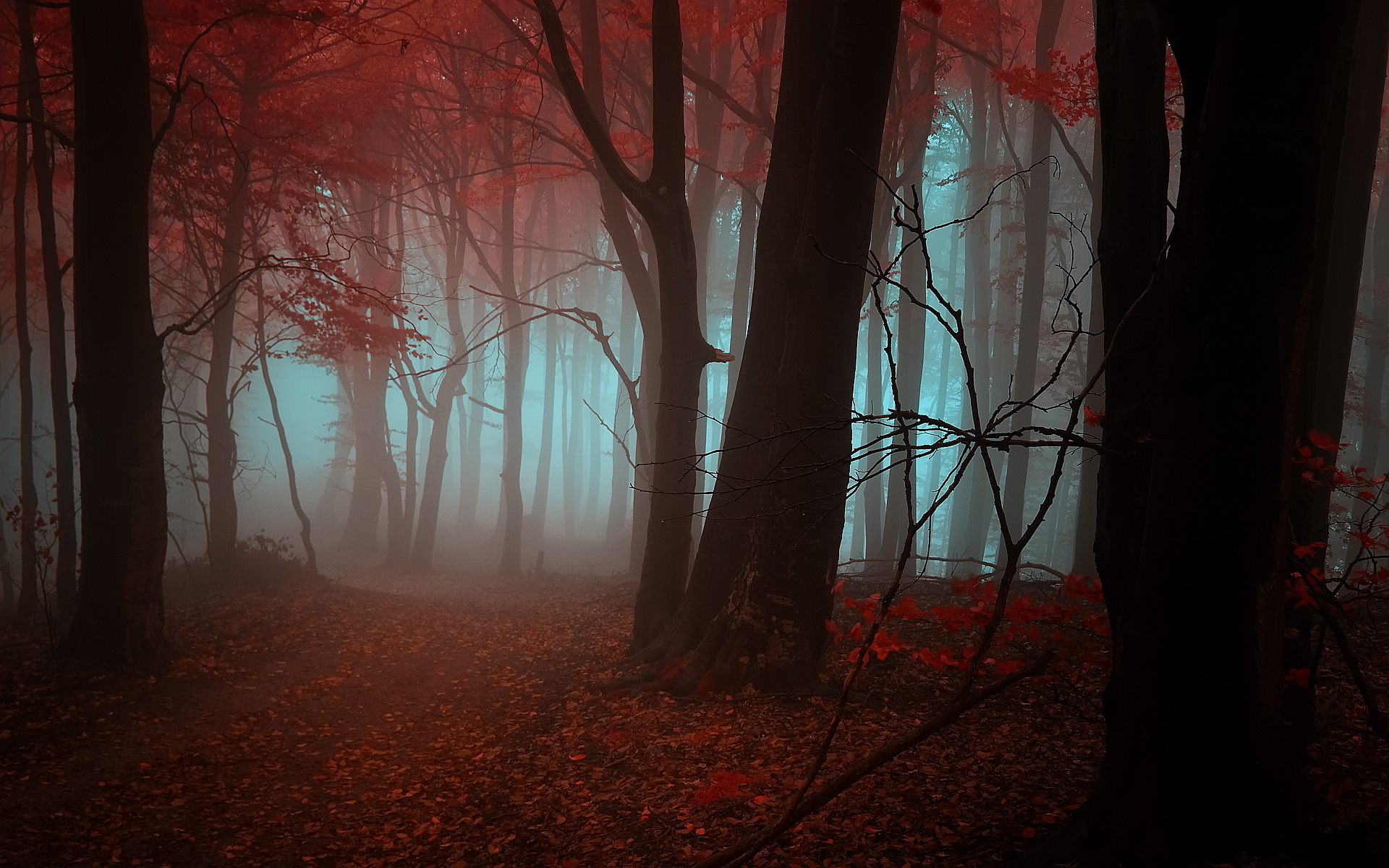 love magic hd live wallpaper,nature,tree,woodland,forest,red