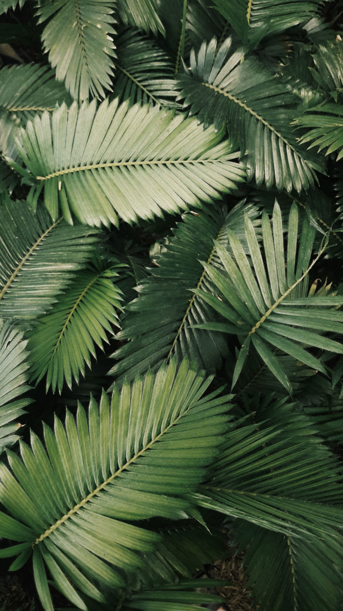 fond d'écran huawei téléchargement gratuit,arbre,feuille,plante,plante ligneuse,palmier