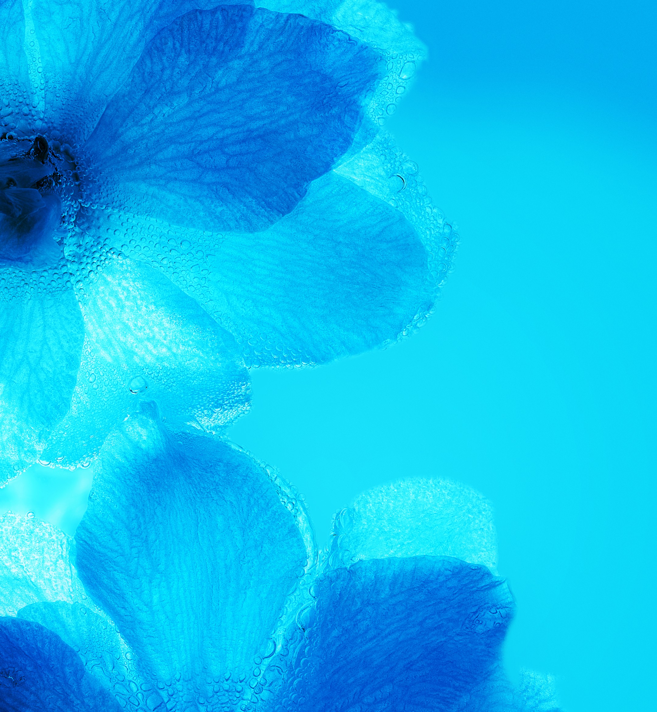 huawei nova wallpaper,blue,aqua,turquoise,petal,teal