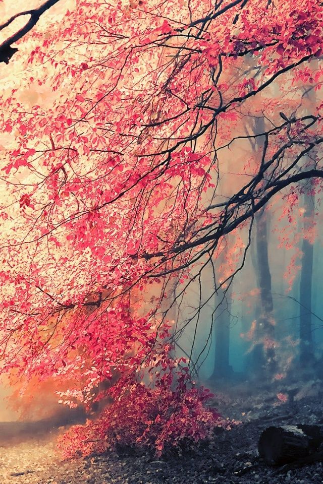 휴대 전화를위한 놀라운 월페이퍼 hd,자연,나무,빨간,분홍,자연 경관