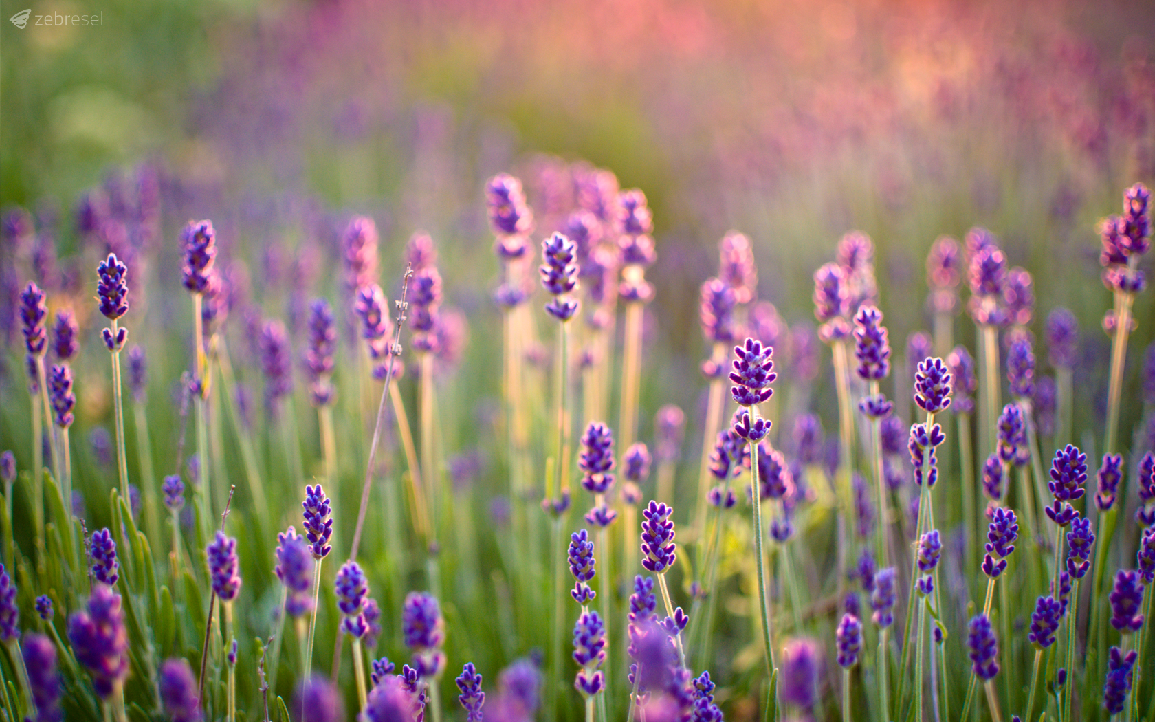 fond d'écran fleur de lavande,fleur,plante à fleurs,lavande,lavande anglaise,lavande