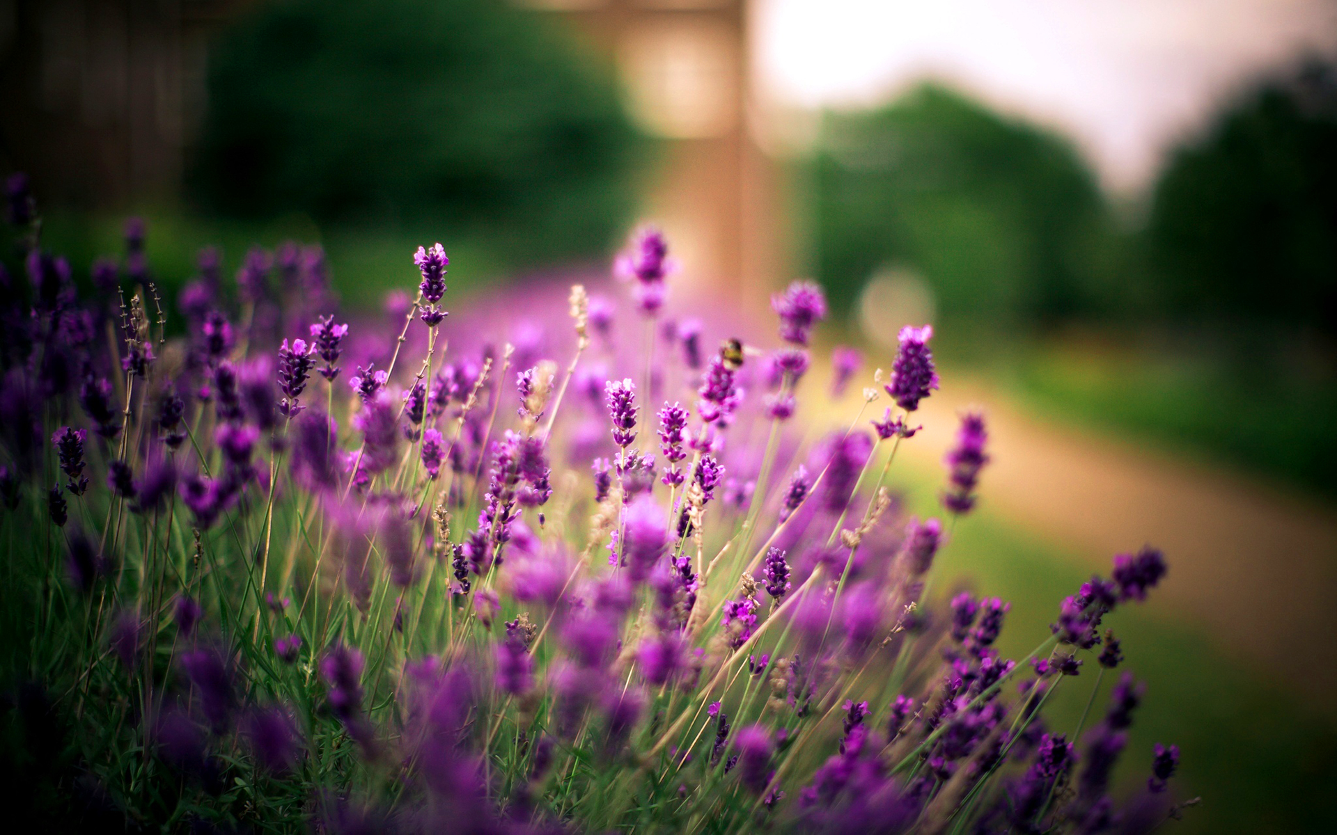 papel pintado de flores de lavanda,lavanda,flor,púrpura,violeta,lavanda inglesa