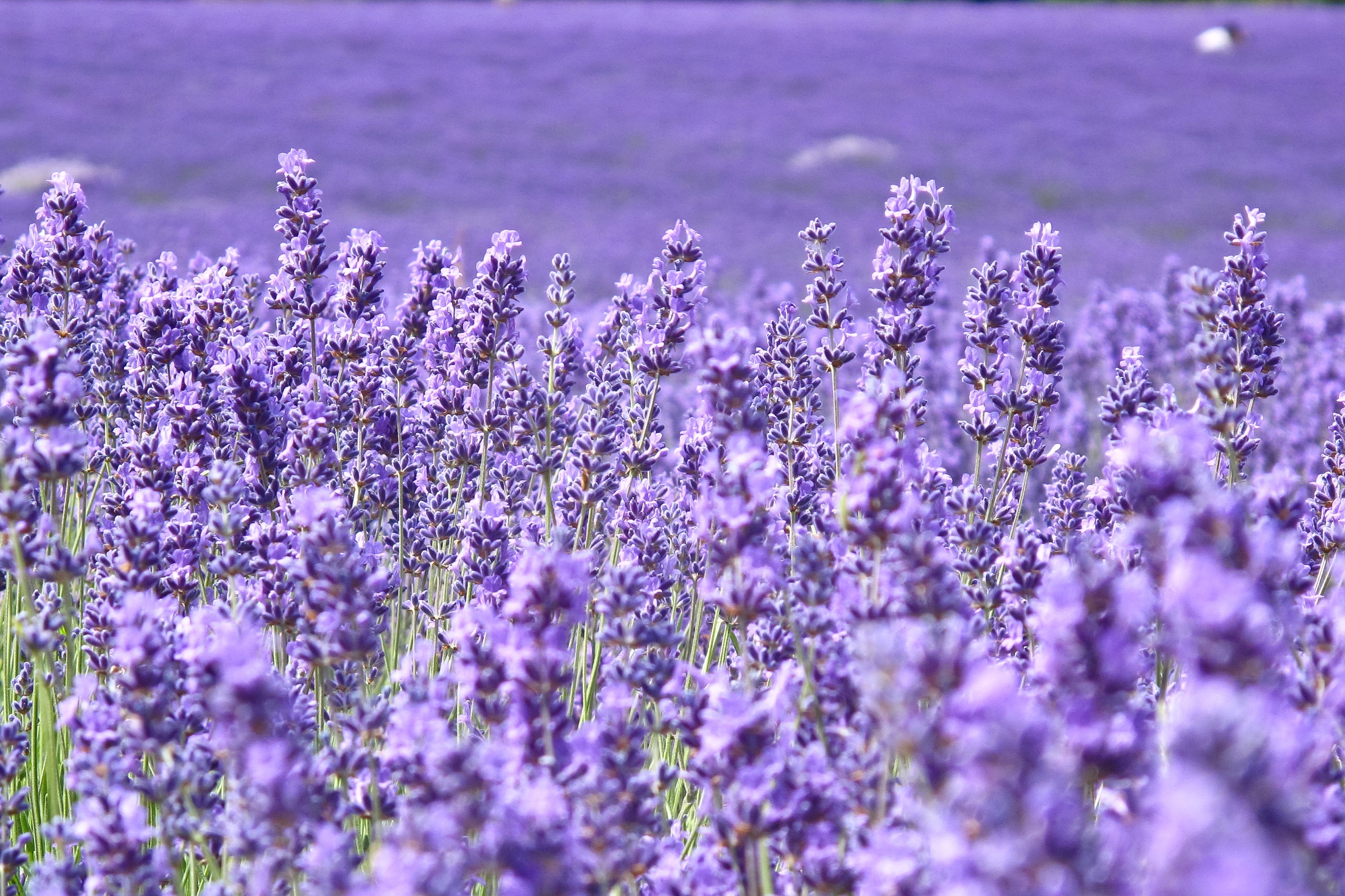 papel pintado de flores de lavanda,flor,planta floreciendo,lavanda,lavanda inglesa,lavanda