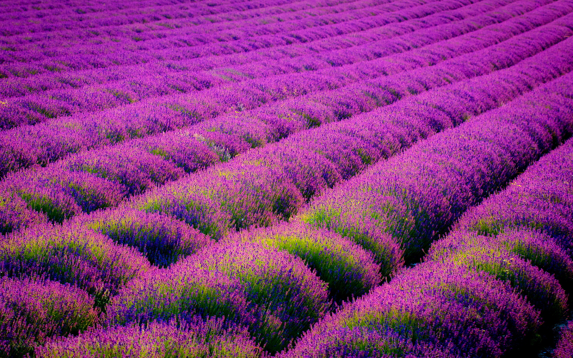 fond d'écran fleur de lavande,lavande,lavande,violet,violet,fleur