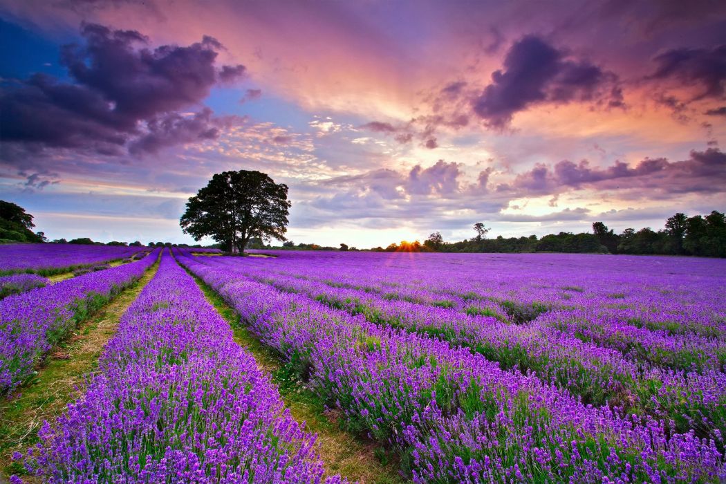 fond d'écran fleur de lavande,lavande,paysage naturel,ciel,lavande anglaise,champ