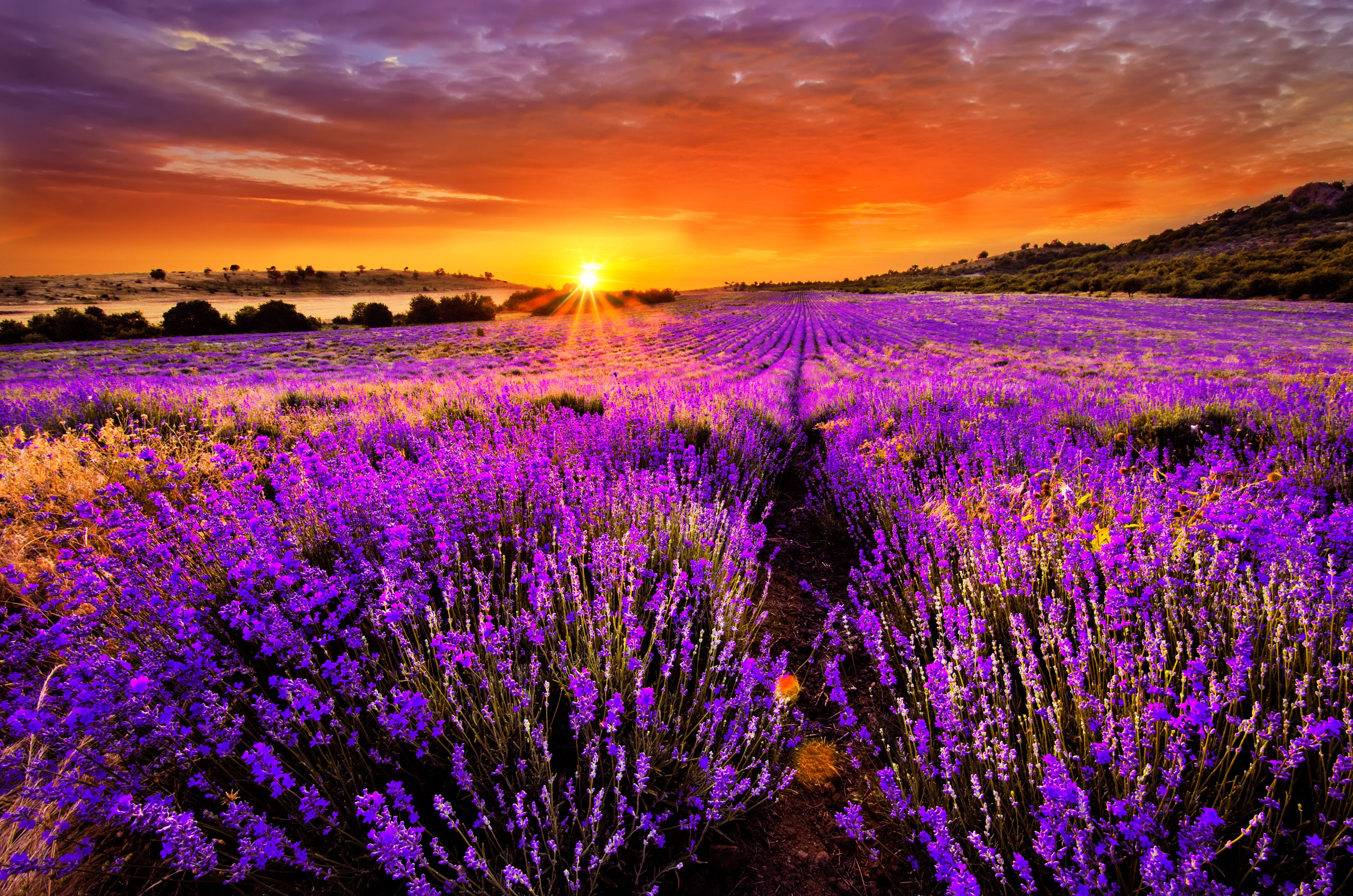 carta da parati fiore di lavanda,lavanda,viola,fiore,viola,cielo