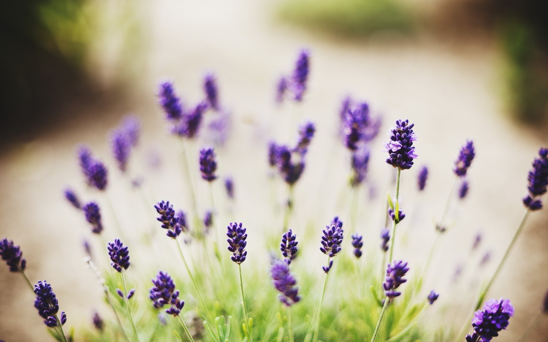 carta da parati fiore di lavanda,lavanda,fiore,lavanda inglese,lavanda,viola