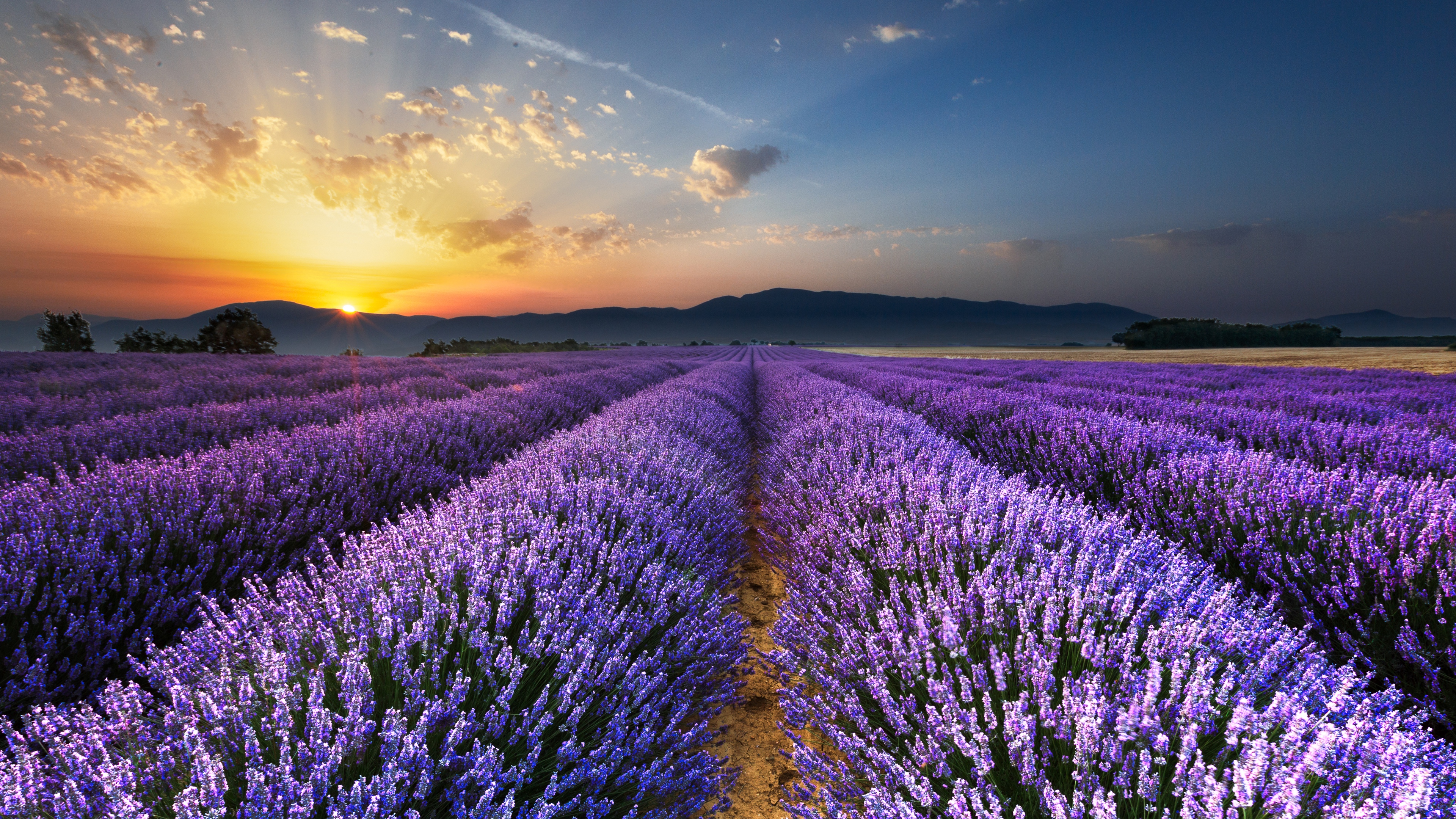 papel pintado de flores de lavanda,lavanda,flor,lavanda inglesa,cielo,lavanda