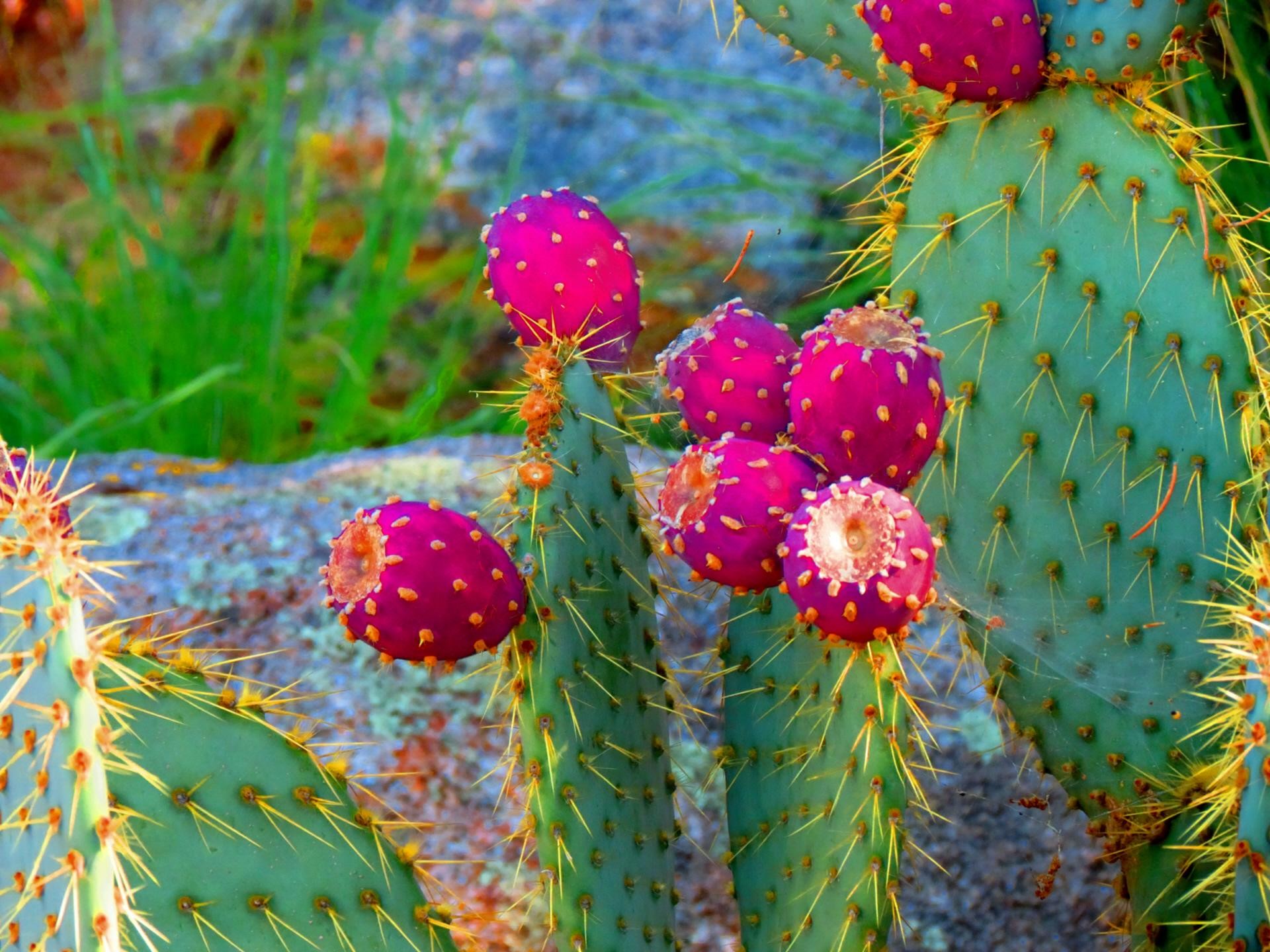 carta da parati del tè verde dell'arizona,cactus,pianta,fiore,spine,fico d'india