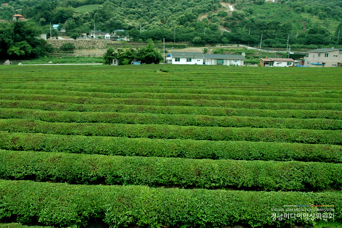 grüntee tapete,plantage,feld,bauernhof,bergstation,geldernte