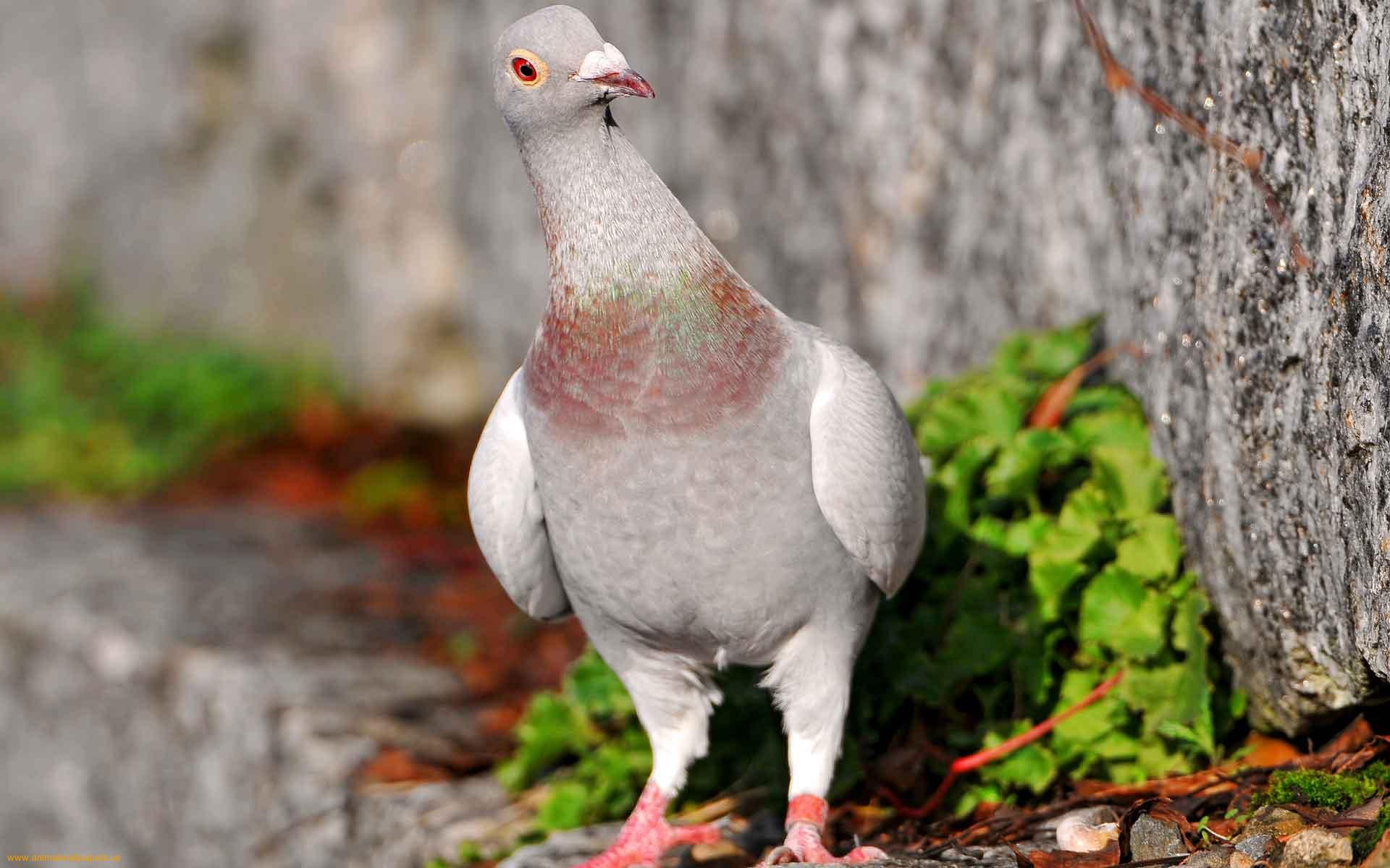 kabootar hd wallpaper,bird,vertebrate,rock dove,beak,stock dove