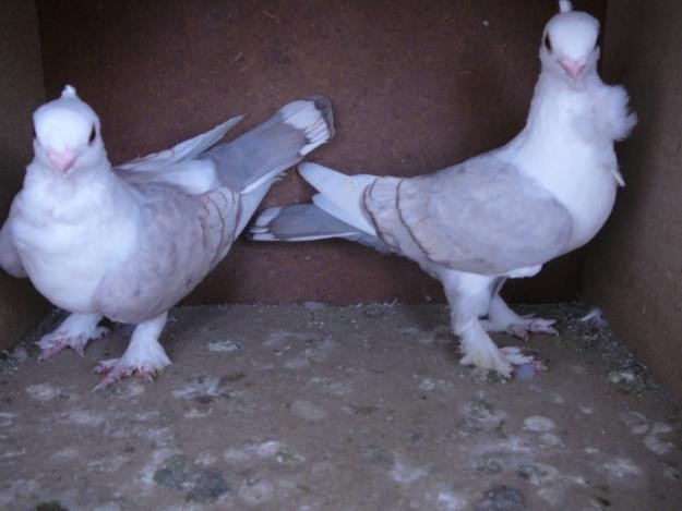 kabootar fondo de pantalla hd,pájaro,palomas y palomas,paloma de roca,ala