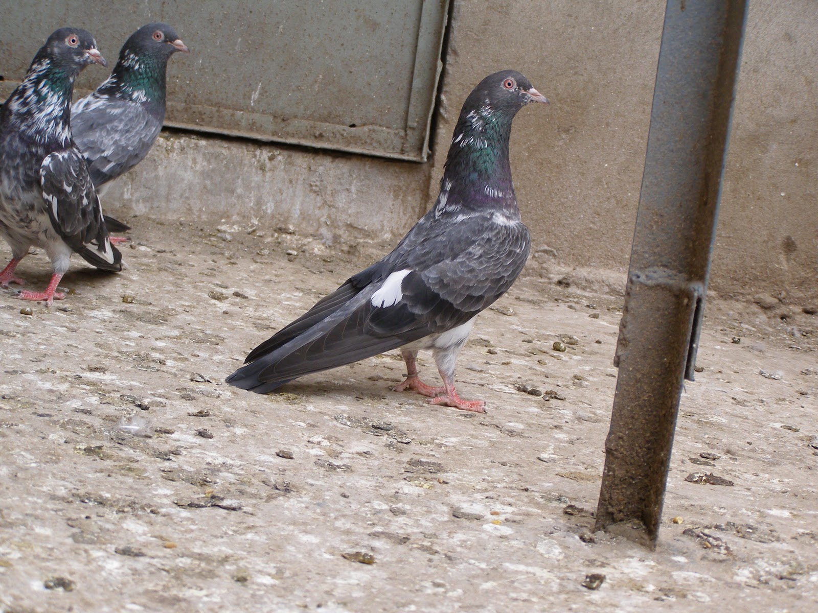kabootar hd wallpaper,bird,vertebrate,stock dove,rock dove,pigeons and doves