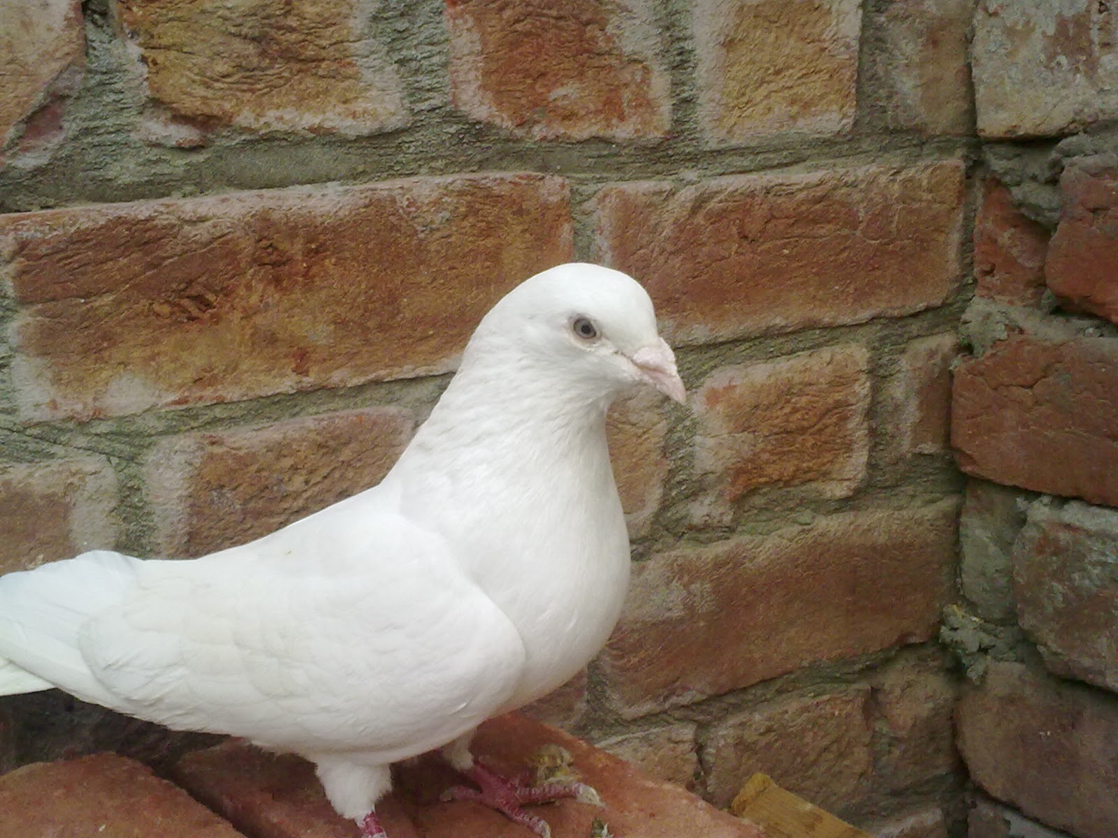 kabootar hd wallpaper,bird,pigeons and doves,rock dove,beak,adaptation