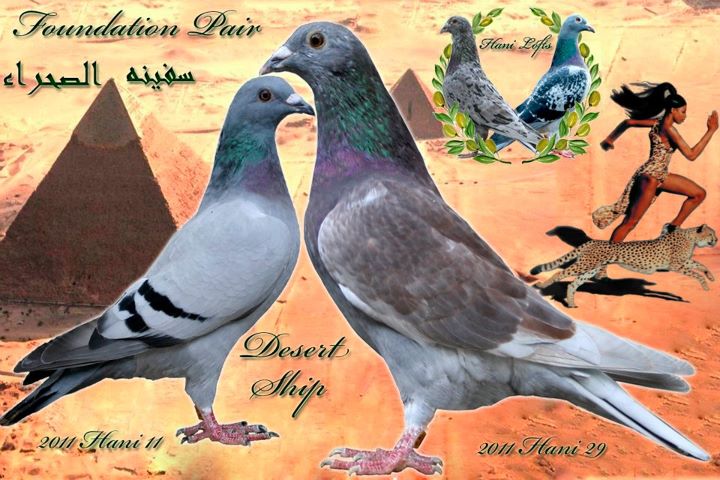 kabootar의 hd 벽지,주식 비둘기,새,바위 비둘기,비둘기와 비둘기,삽화