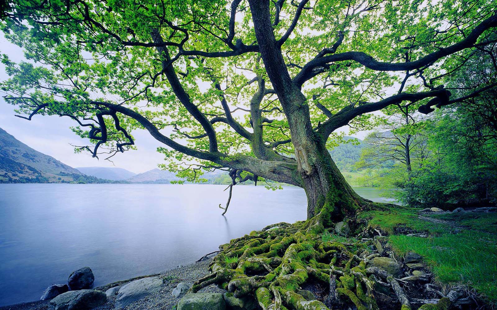 tシャツの壁紙,自然の風景,自然,木,緑,森林