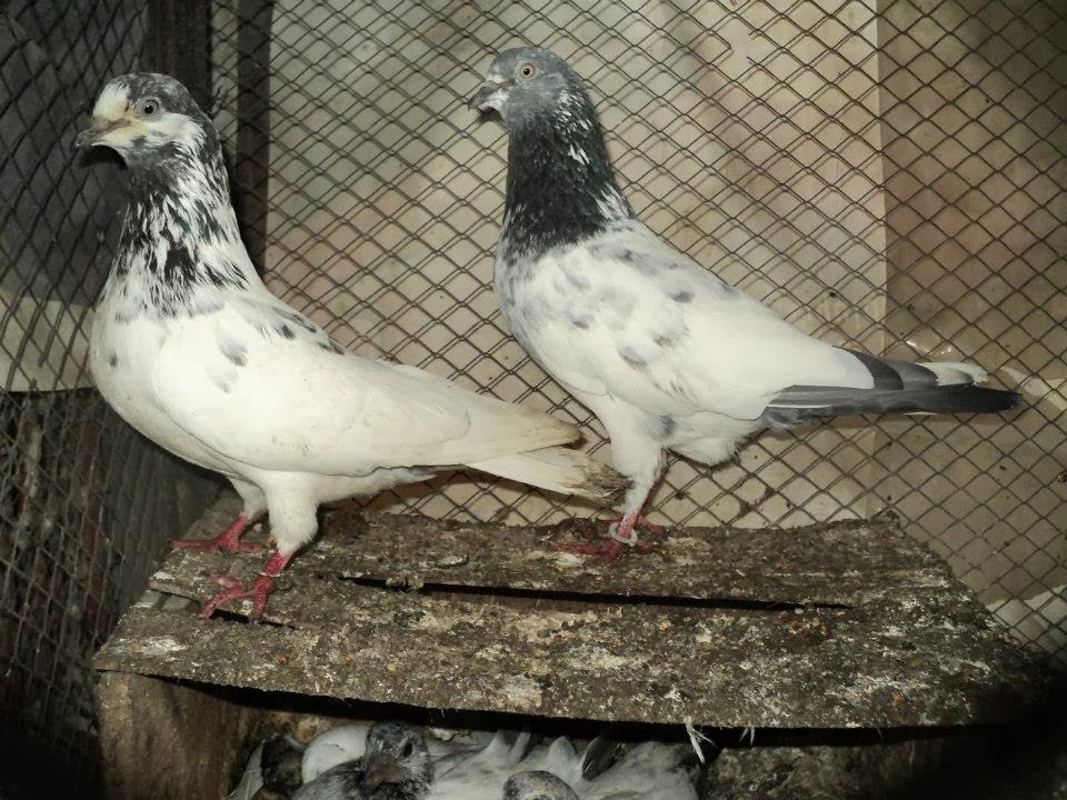 kabootar hd wallpaper,bird,vertebrate,pigeons and doves,rock dove,stock