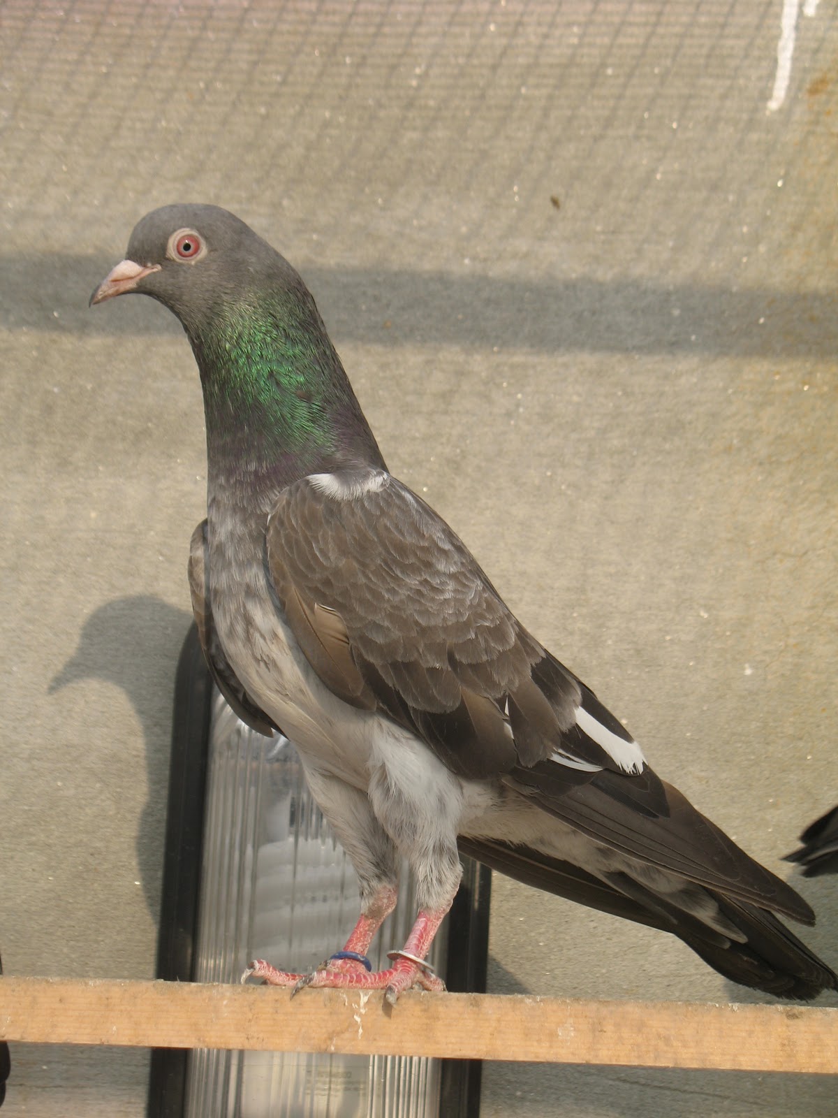 카부 타르 벽지,새,주식 비둘기,비둘기와 비둘기,바위 비둘기,앉은 새