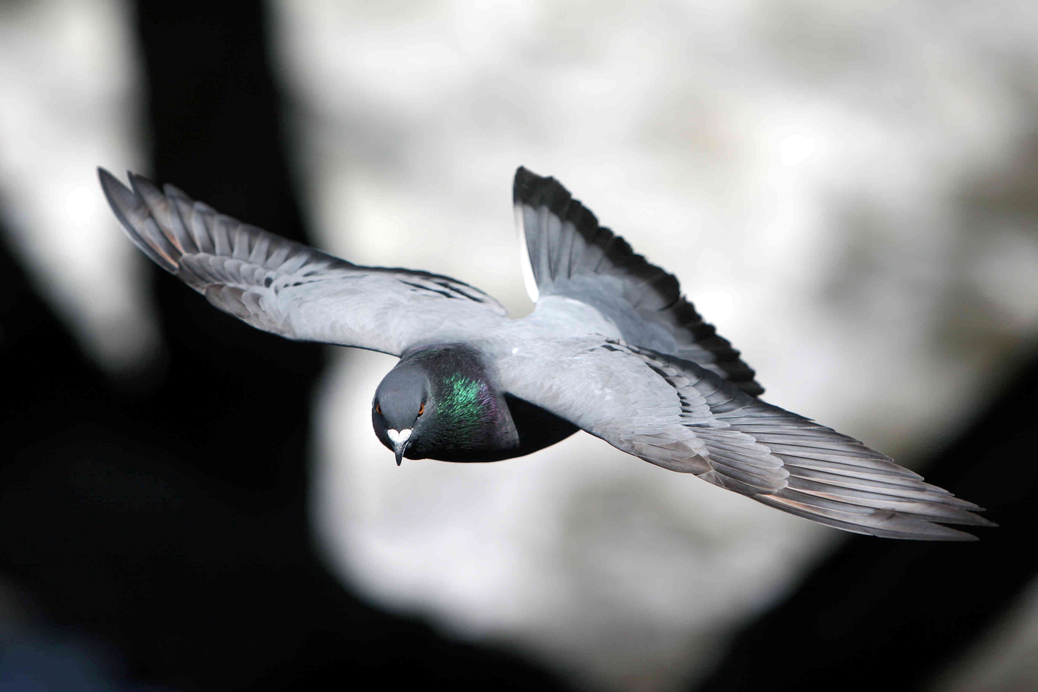 pigeon wallpaper 1920x1080,bird,pigeons and doves,wing,beak,rock dove