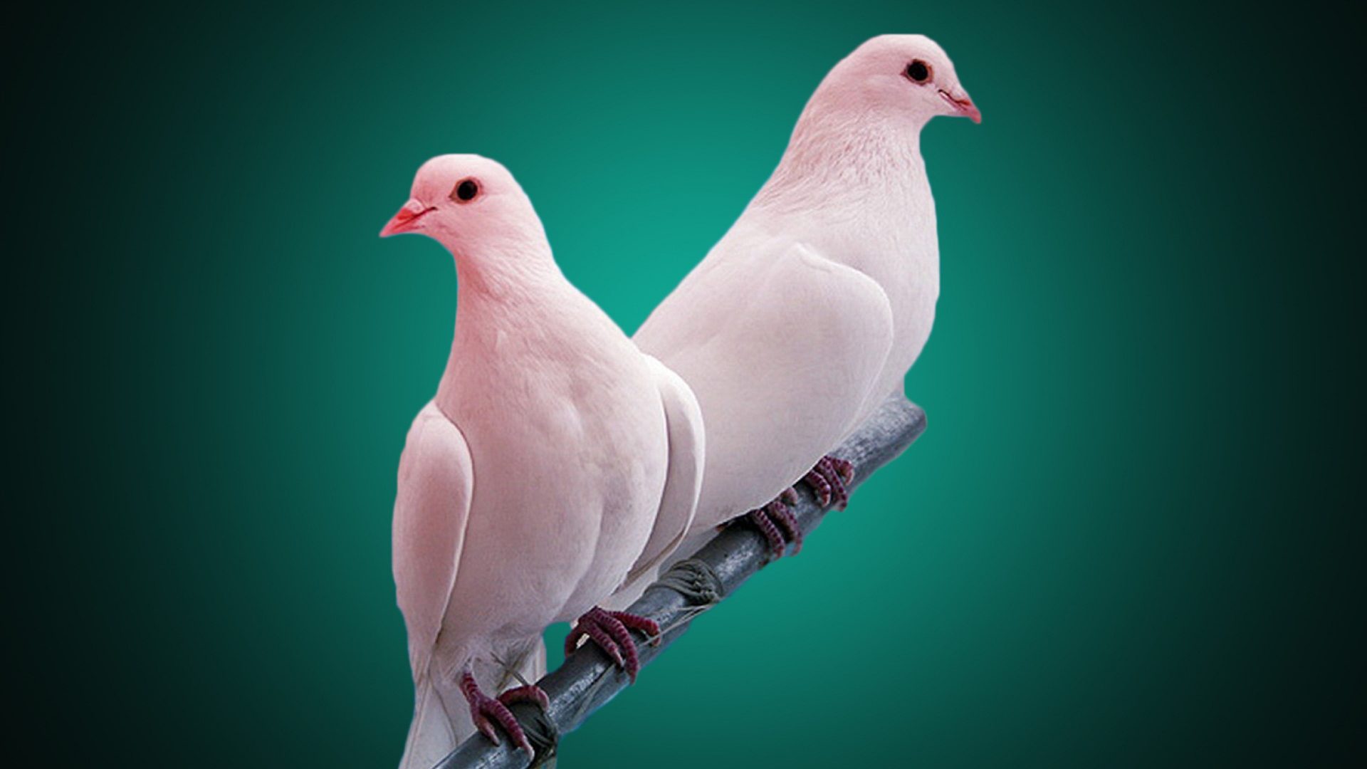 pigeon wallpaper 1920x1080,bird,pigeons and doves,rock dove,stock dove,beak