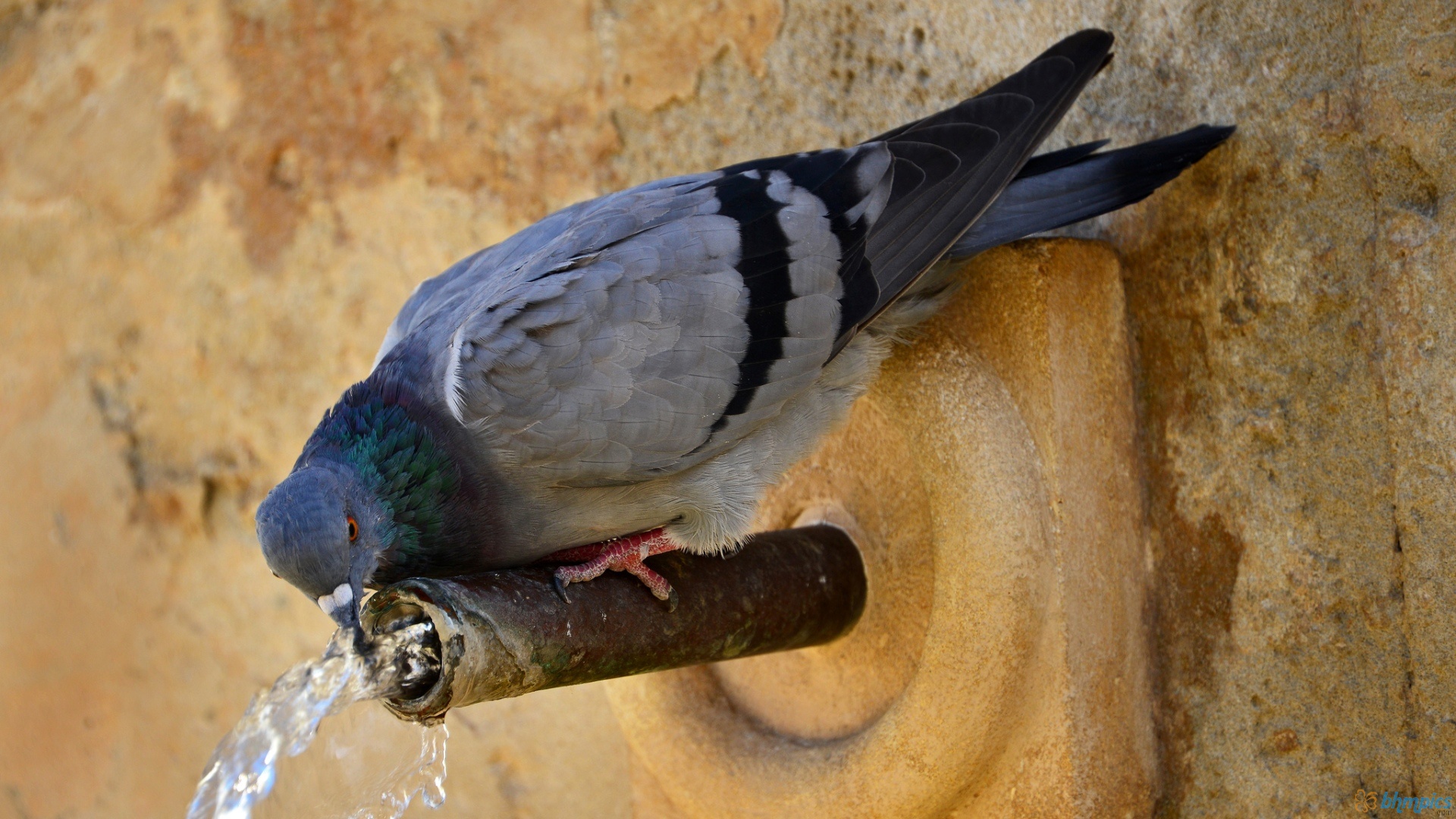 pigeon wallpaper 1920x1080,bird,vertebrate,stock dove,beak,rock dove