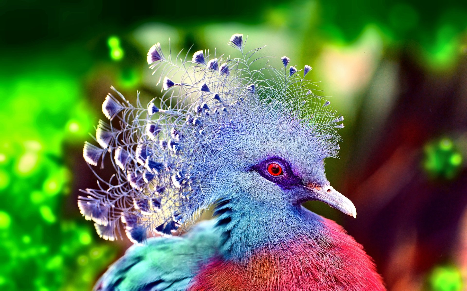 비둘기 배경 화면 1920x1080,새,자연,푸른,깃,확대