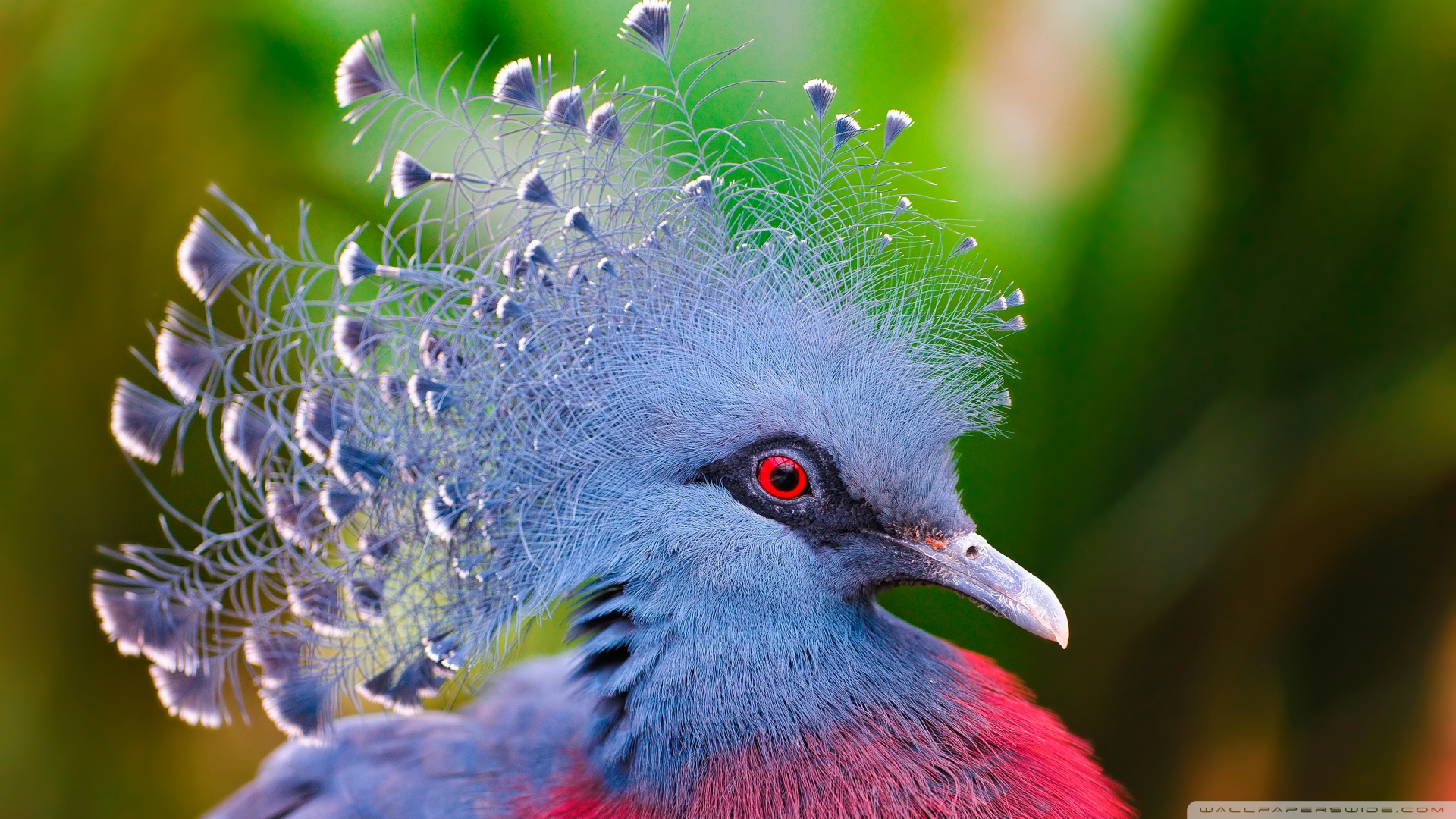 fondo de pantalla de paloma 1920x1080,pájaro,palomas y palomas,paloma de roca,azul,pluma