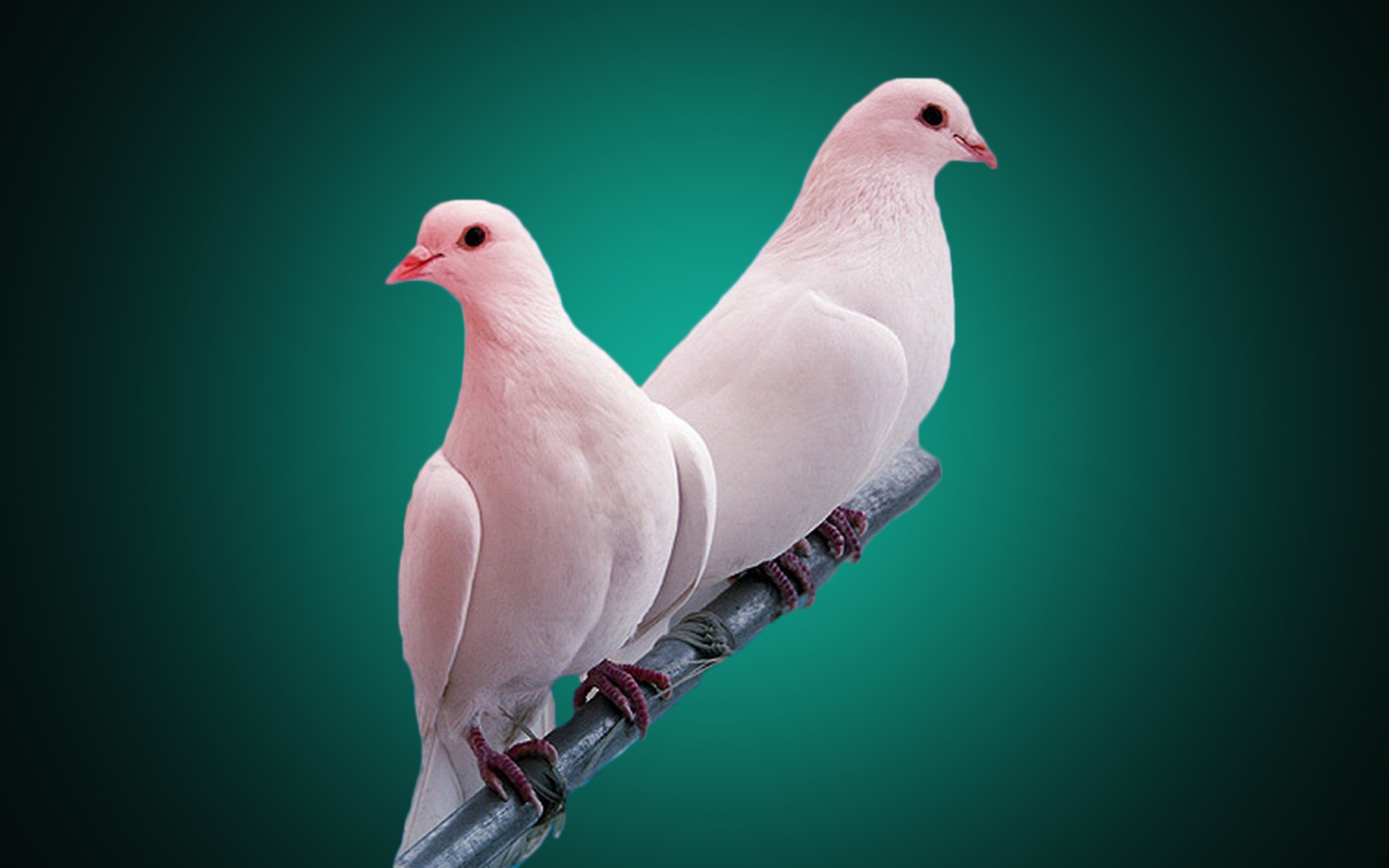 비둘기 배경 화면 1920x1080,새,바위 비둘기,비둘기와 비둘기,주식 비둘기,깃