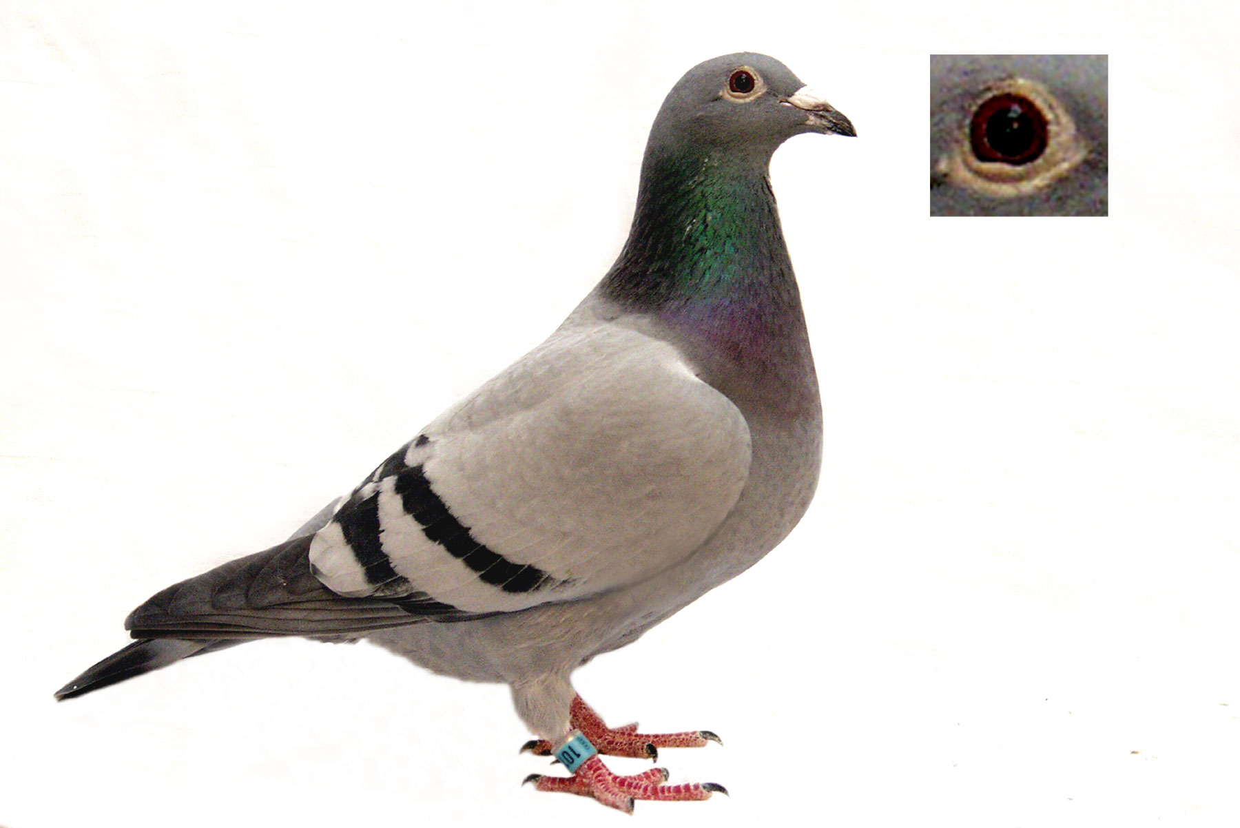 pigeon wallpaper 1920x1080,bird,vertebrate,stock dove,pigeons and doves,rock dove