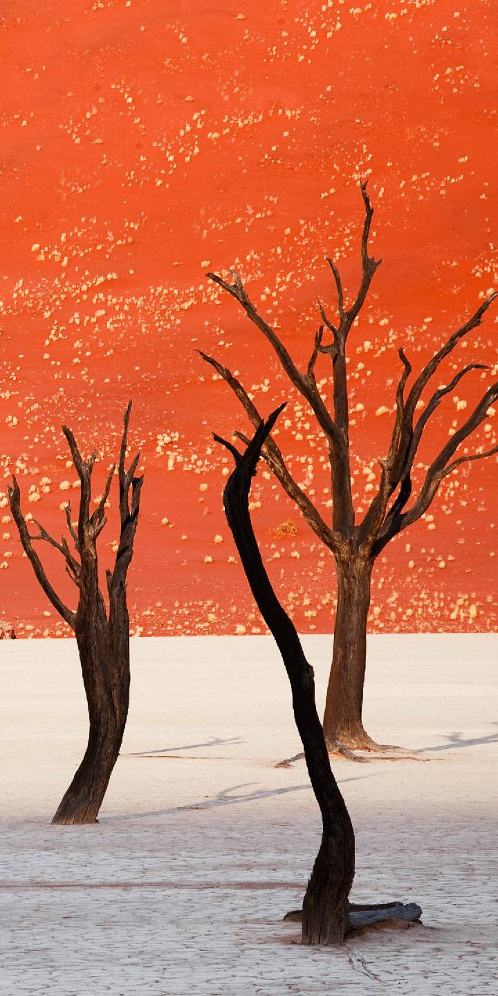 lenovo k5 wallpaper,tree,nature,natural landscape,red,sky