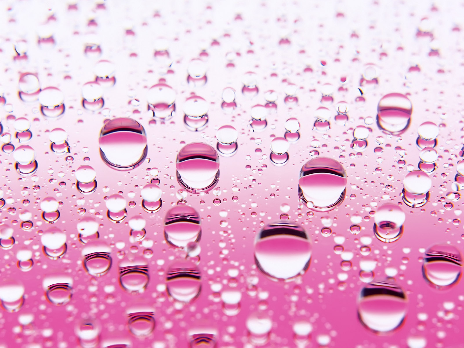 핑크 버블 벽지,하락,물,분홍,이슬,수분