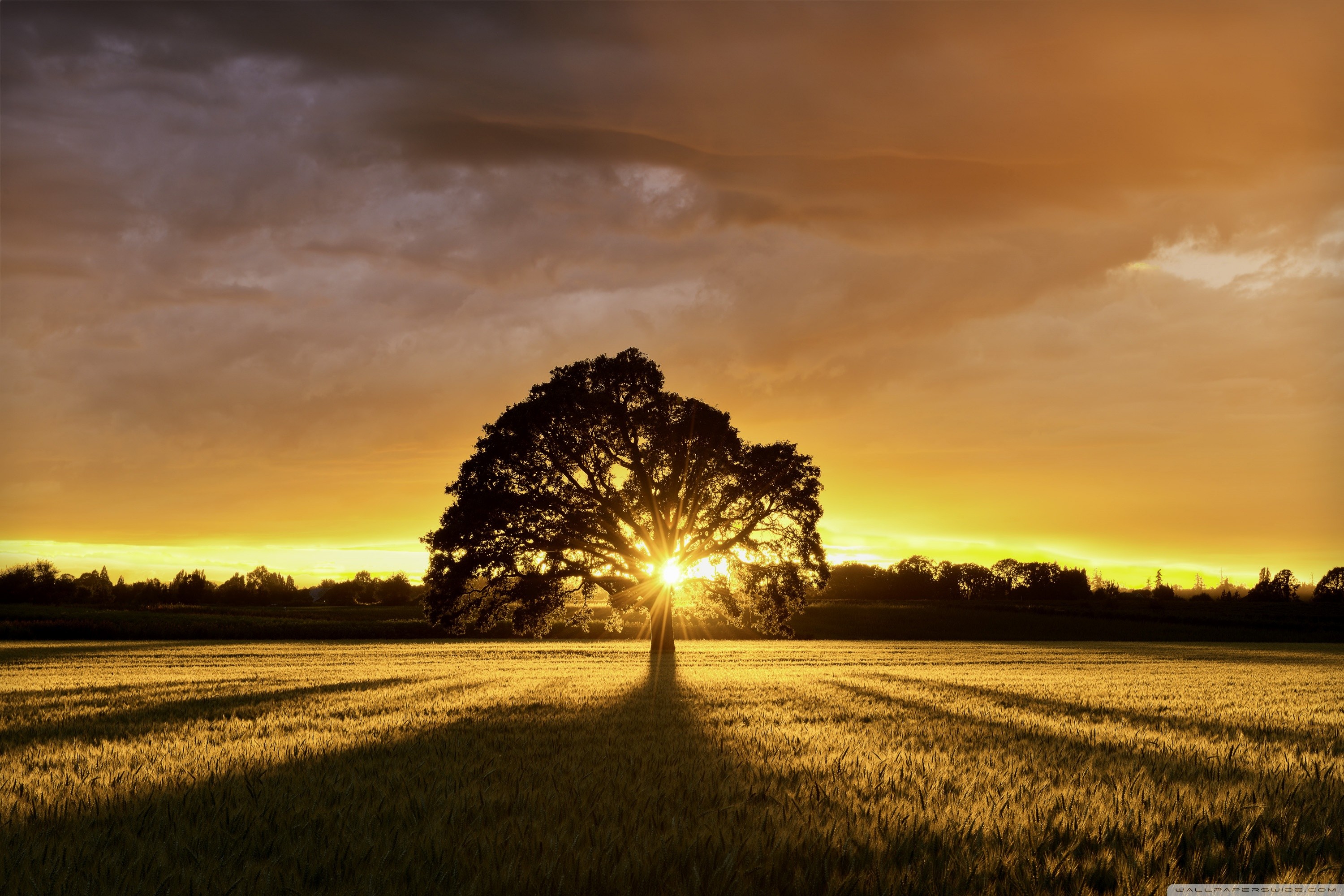 fondo de pantalla 3000x2000,cielo,paisaje natural,naturaleza,árbol,amanecer