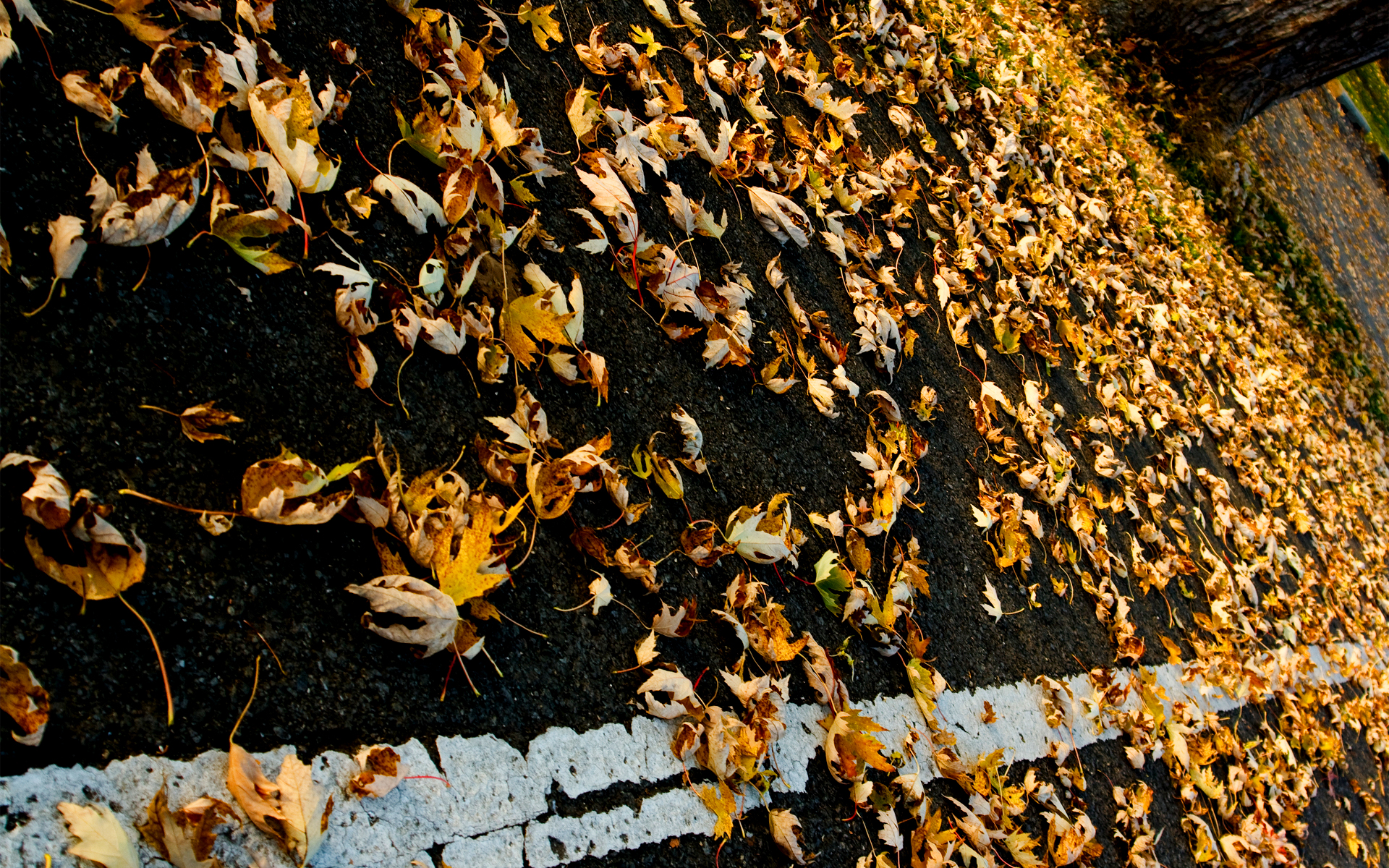256k wallpaper,leaf,yellow,autumn,organism,tree