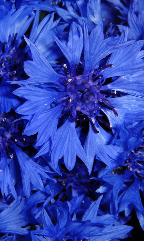 animierte wettertapete,blau,kobaltblau,blume,pflanze,elektrisches blau