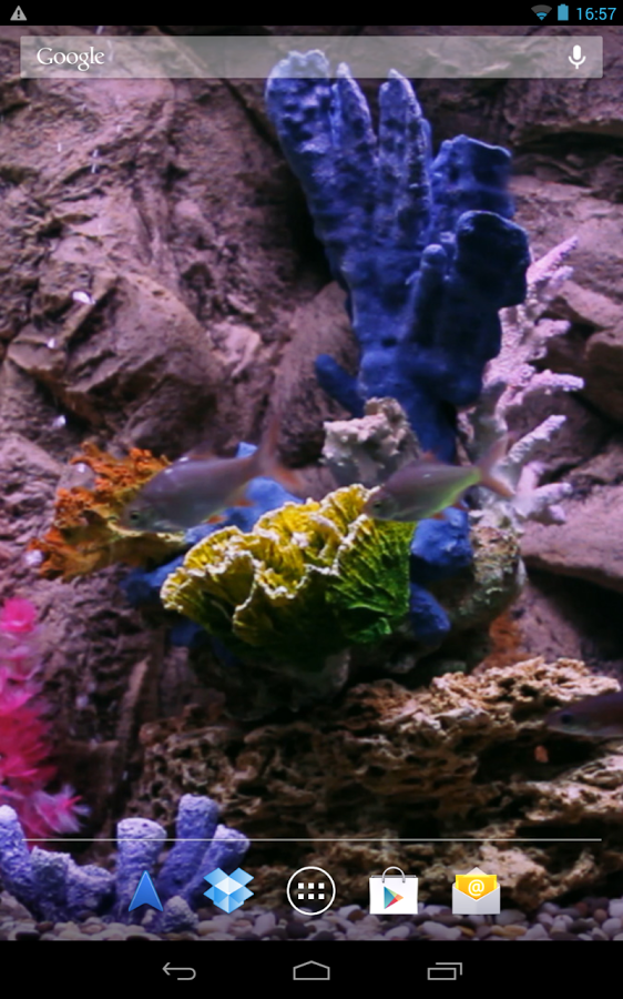 animierte wettertapete,süßwasseraquarium,aquarium,riff,korallenriff,felsen
