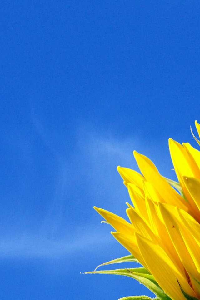 high quality phone wallpapers,sky,sunflower,blue,yellow,nature