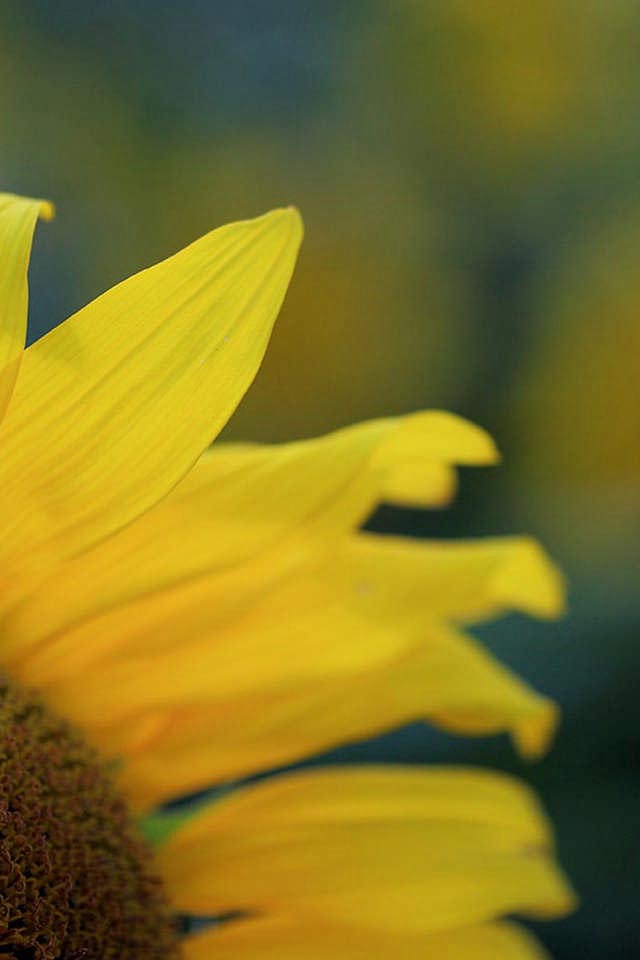 hochwertige handy hintergrundbilder,sonnenblume,gelb,blume,blütenblatt,sonnenblume