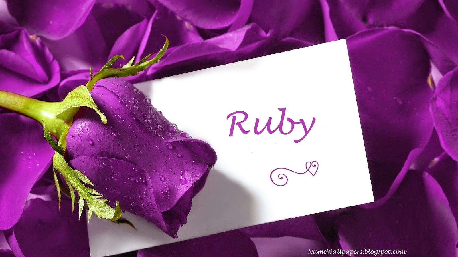 ruby name wallpaper,purple,violet,petal,flower,plant