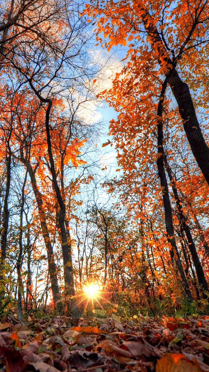 autumn wallpaper for android,tree,natural landscape,nature,deciduous,forest