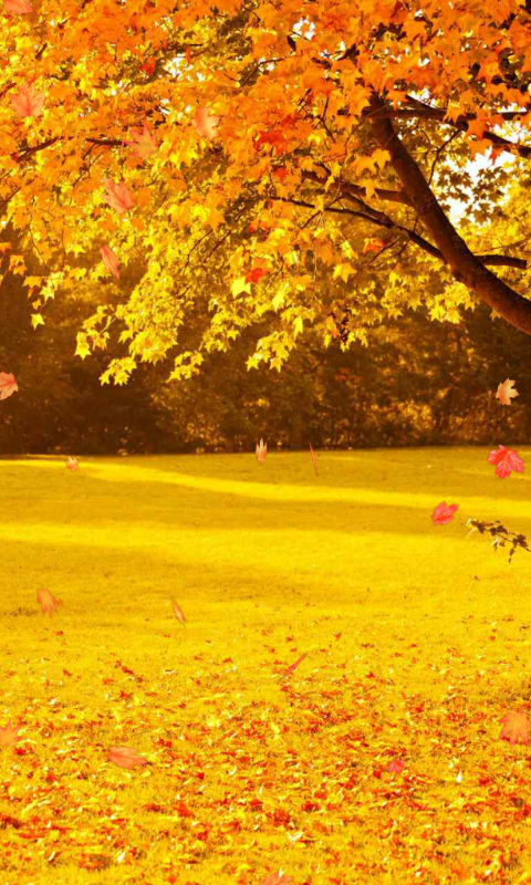 アンドロイドのための秋の壁紙,木,自然の風景,自然,葉,黄