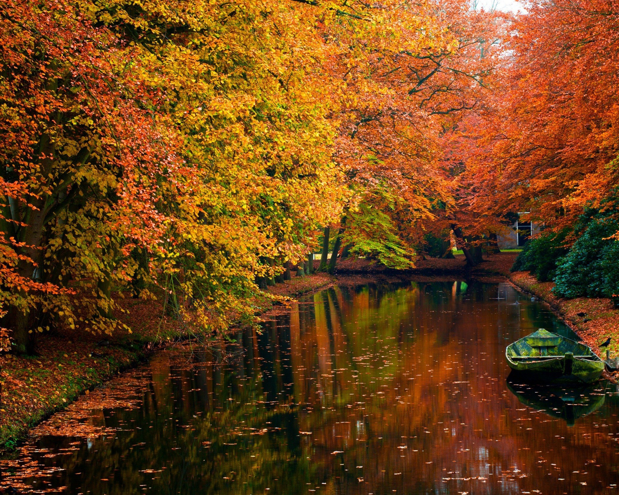 autumn wallpaper for android,natural landscape,nature,tree,leaf,reflection