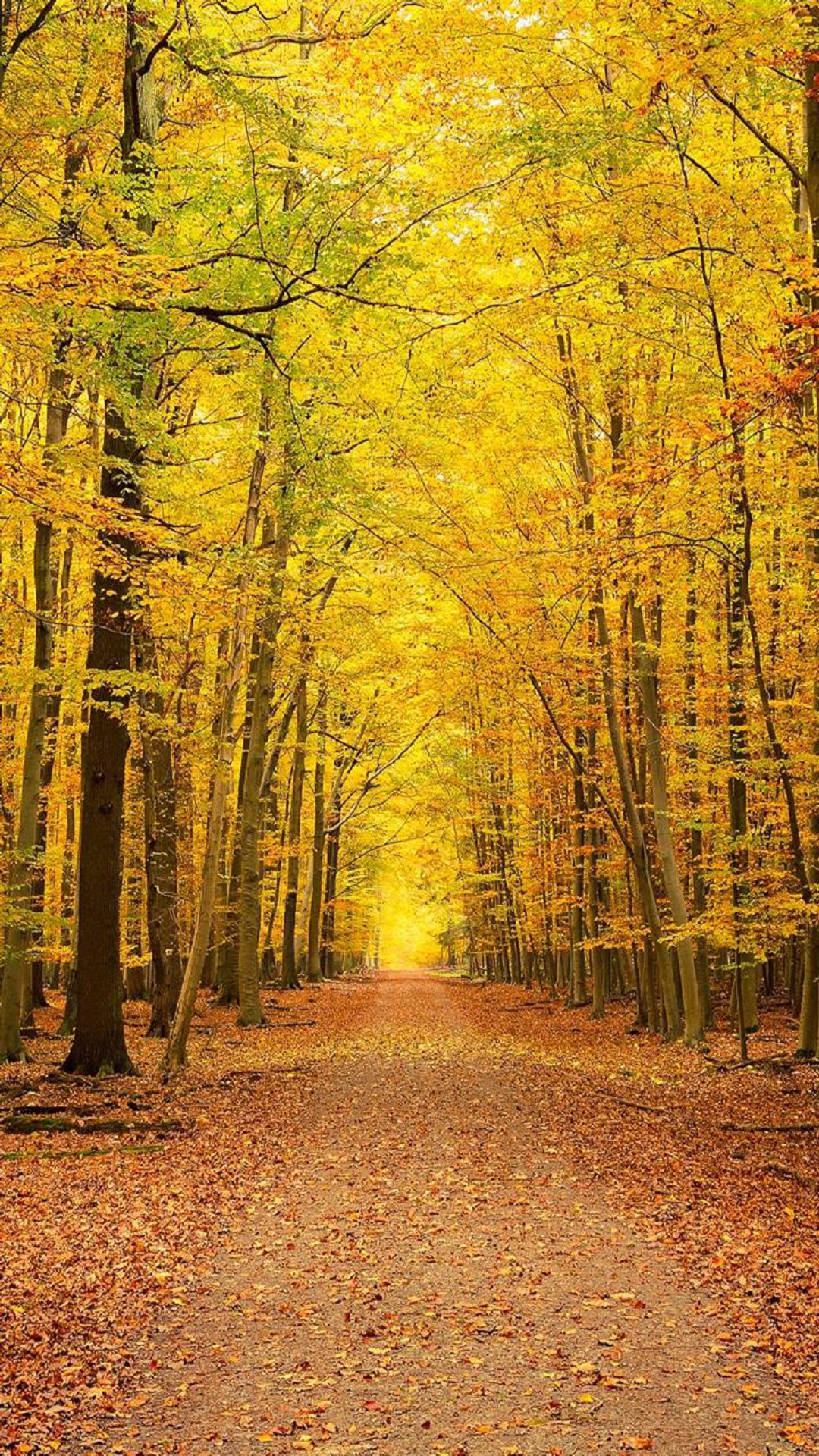 otoño fondo de pantalla para android,árbol,paisaje natural,naturaleza,bosque,bosque de madera dura del norte