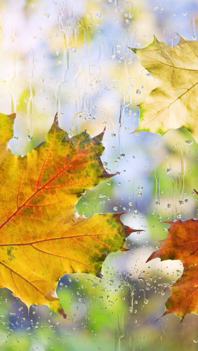 otoño fondo de pantalla para android,hoja,árbol,naturaleza,hoja de arce,amarillo