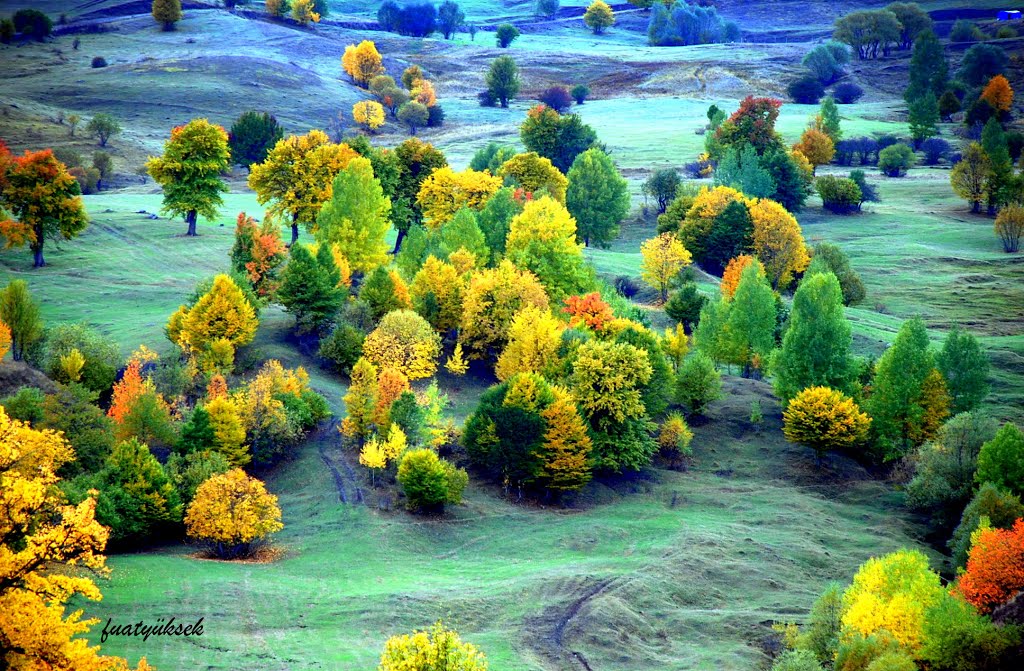 アンドロイドのための秋の壁紙,自然の風景,自然,木,工場,風景