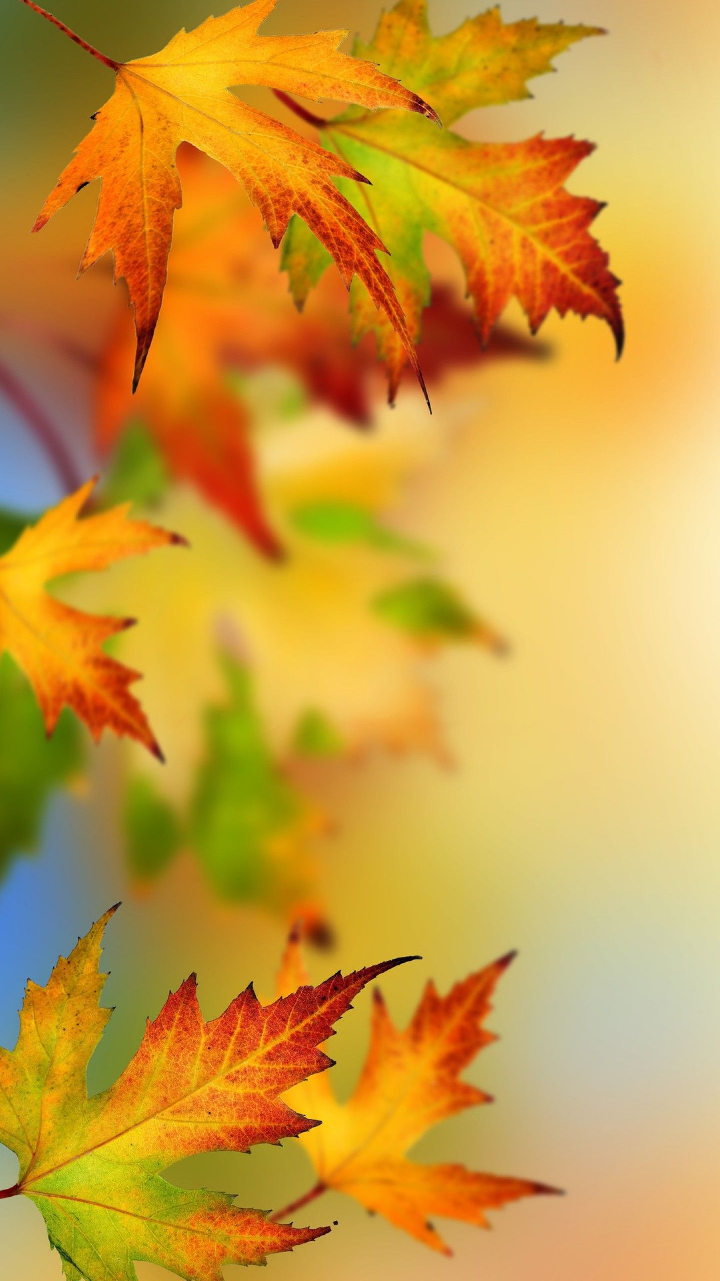 fond d'écran d'automne pour android,feuille,feuille d'érable,la nature,jaune,arbre