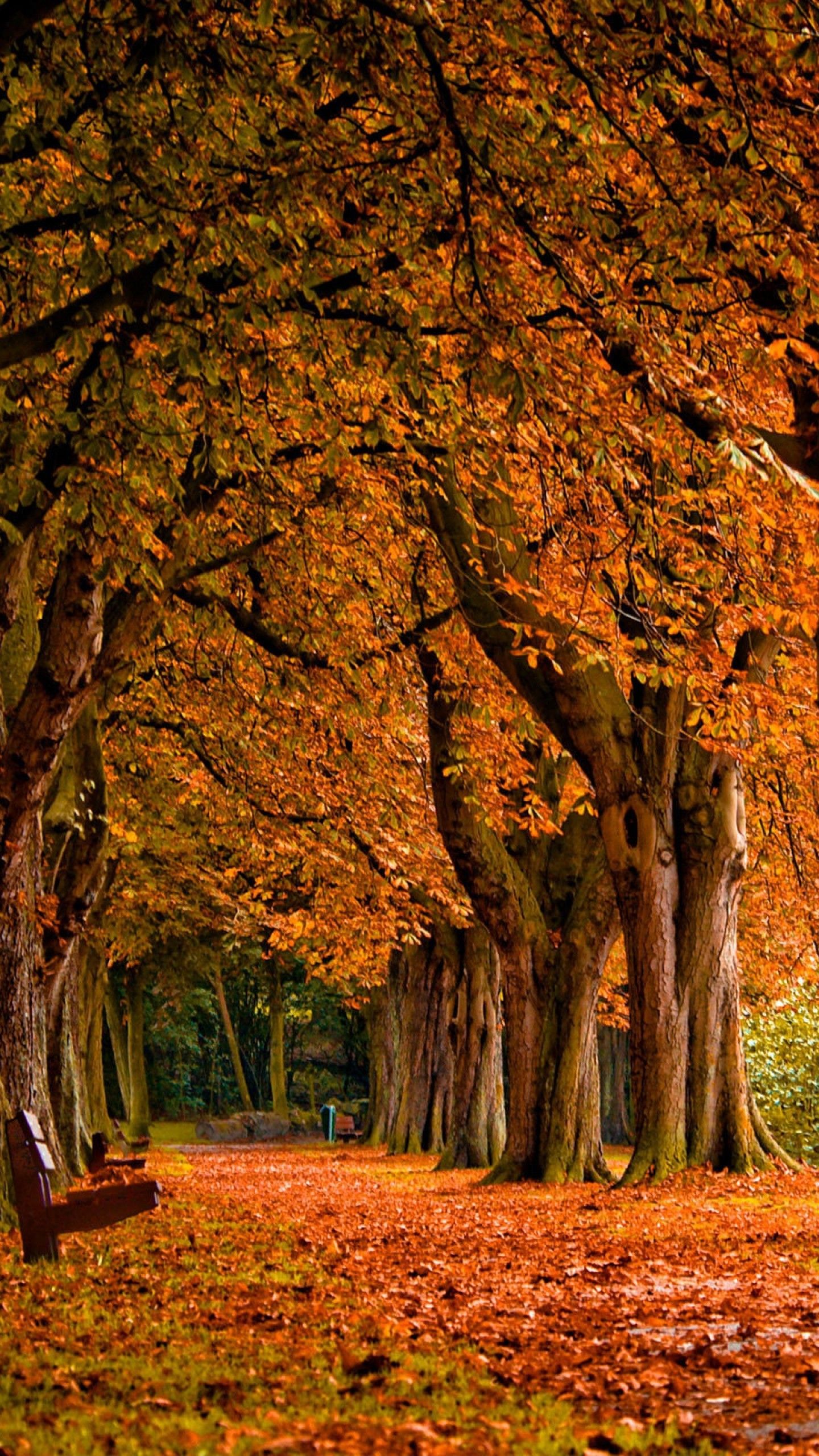 アンドロイドのための秋の壁紙,木,自然の風景,自然,葉,秋