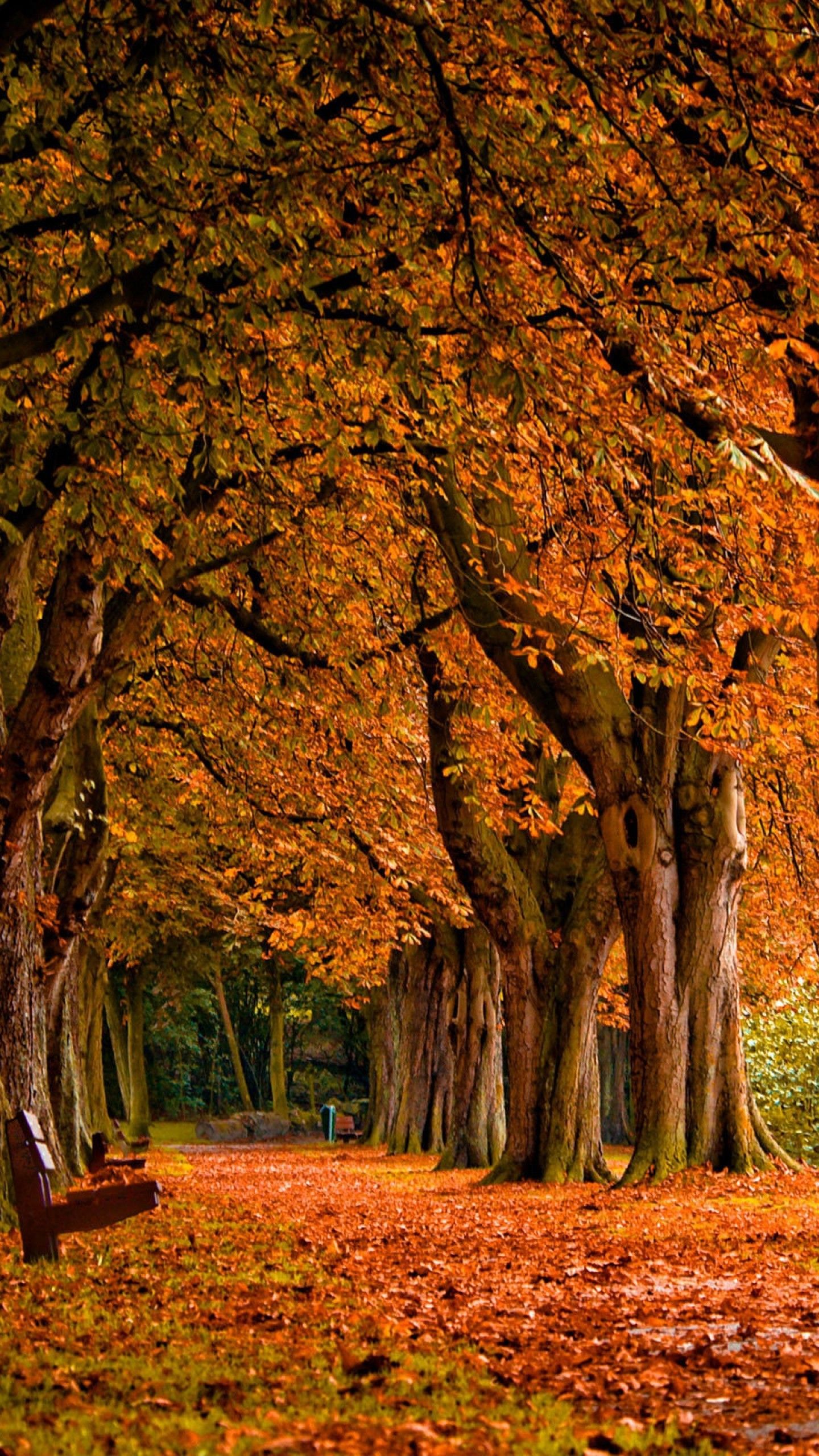 sfondi autunnali per android,albero,paesaggio naturale,natura,foglia,autunno