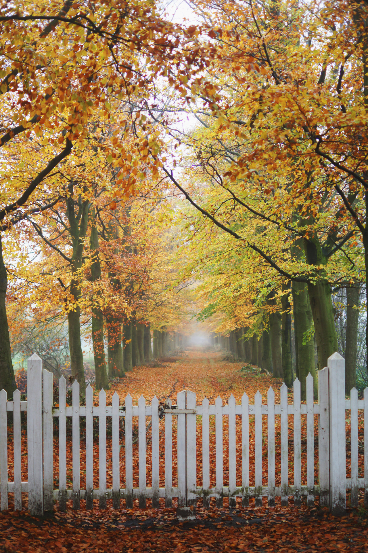 アンドロイドのための秋の壁紙,木,自然,葉,秋,自然の風景