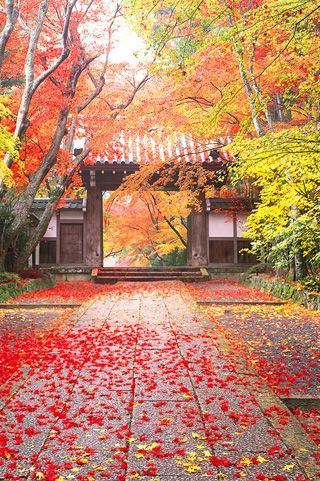 アンドロイドのための秋の壁紙,木,葉,秋,赤,自然の風景
